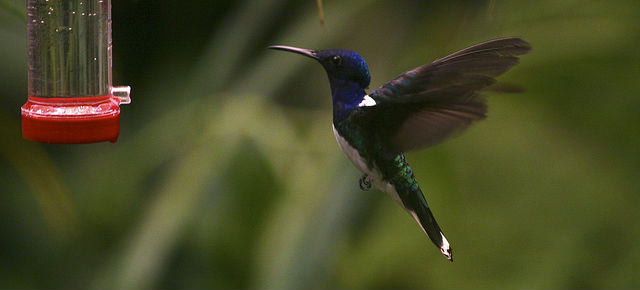 google hummingbird